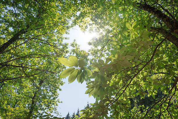 Chioma di castagno controluce in un bosco della Garfagnana