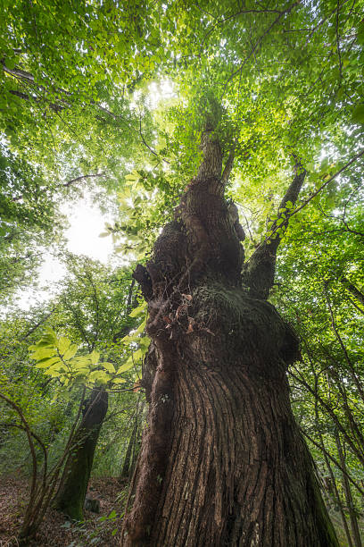 Antico castagno nella foresta della Garfagnana